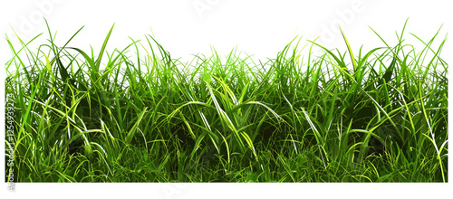 Lush grass field close up vector illustration row cut out backgrounds, nature, green meadow, spring scene, vibrant landscape, outdoor foliage, natural field, green grass