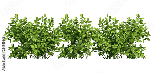 3d rendering greenery shrubs fence group png transparent background cut out, nature, outdoor plants, fresh foliage, landscape, natural scene, garden, green leaves, decoration