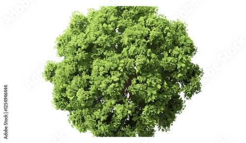 Greenery tree 3d render top view, vector illustration, transparent background, foliage, forest, landscape, outdoor, green leaves, nature, environment, botanical
