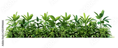 Tropical greenery PNG, vector illustration, shrubs row, plant cutout, foliage clipart, nature design, botanical elements, tropical plants, eco-friendly decor