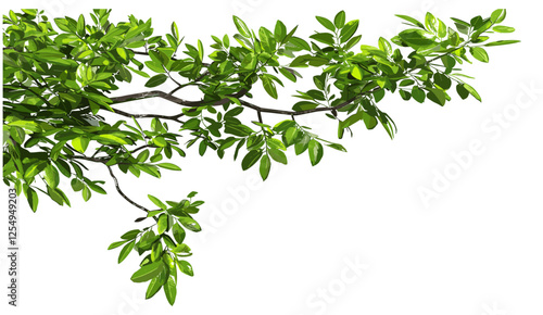 Vector illustration of green tree branch leafs, 3D illustration, isolate, PNG, corner composition, fresh leaves, nature, foliage, botanical, eco-friendly, forest, spring, decorative frame