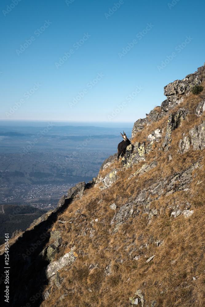 Chamois, meeting on a high-mountain tourist trail. High Tatras.