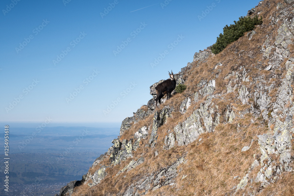 Chamois, meeting on a high-mountain tourist trail. High Tatras.