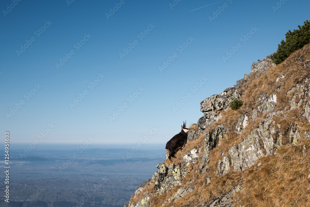 Chamois, meeting on a high-mountain tourist trail. High Tatras.