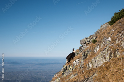 Obraz na płótnie Chamois, meeting on a high-mountain tourist trail. High Tatras.
w salonie