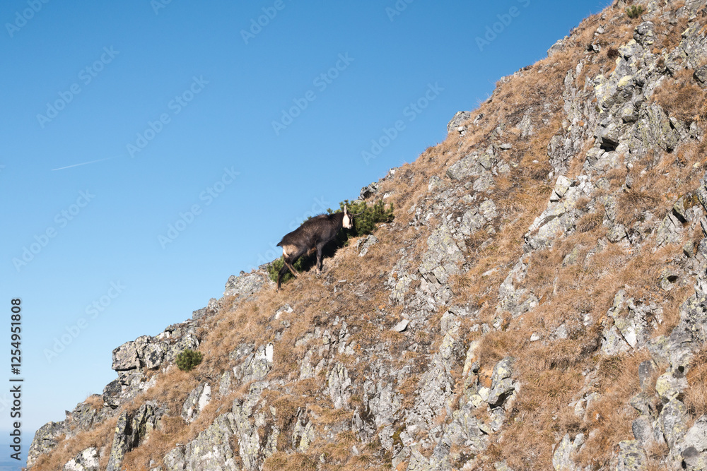 Chamois, meeting on a high-mountain tourist trail. High Tatras.