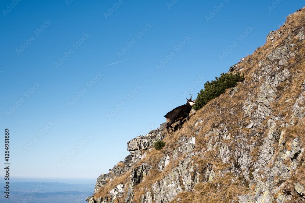 Chamois, meeting on a high-mountain tourist trail. High Tatras.