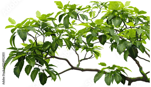 Vector illustration, rainforest foliage, isolated tree branches, transparent background, jungle greenery, tropical forest leaves, exotic botanical elements, natural eco art, lush plant clipart