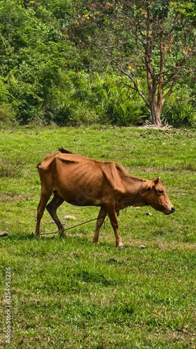 Thin Brown Cow Grazing on Green Pasture in Rural Countryside
