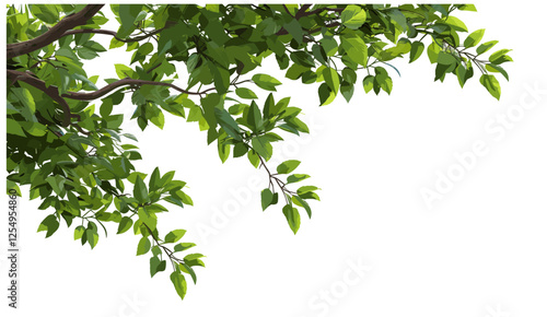 Vector illustration large tree branches foliage leaves top border png, nature elements, green leaves, botanical design, tree frame, foliage border, natural background, eco-friendly image