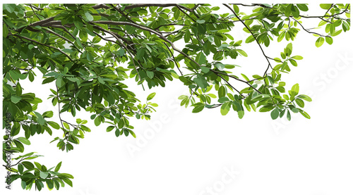 Tree branches vector illustration, large foliage leaves top border png, nature decor, botanical frame, greenery design, tree leaves, natural border, eco-friendly elements