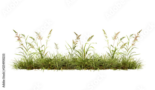 Vector meadow illustration, grass row, prairie cutout, transparent png, field background, green nature, wildflowers, environmental, natural habitat, outdoor greenery