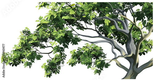Vector tree leaves branches, natural foliage, transparent background, environmental design, green leaves, nature, isolated tree, plant texture, outdoor green