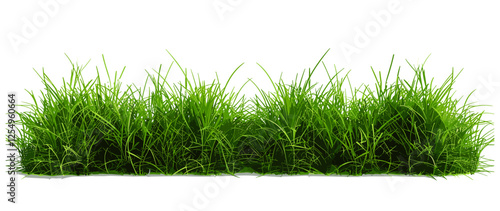 Natural green grass vector illustration cut out backgrounds, fresh grass texture, eco-friendly backdrop, nature wallpaper, spring, summer, lush lawn, outdoor garden scene