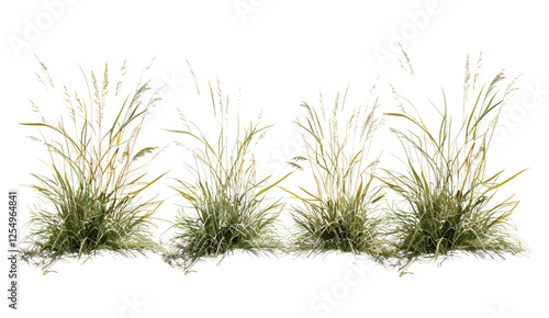 Meadow grass 3d illustration, tall nature grass cut out, transparent backgrounds, vector design, nature elements, wild grass, environmental art, natural background, lush green field