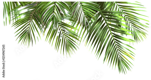 Palm fronds vector illustration evergreen transparent background, tropical leaves, nature elements, exotic foliage, green palms, summer decor, botanical graphics, plants isolated, palm tree design