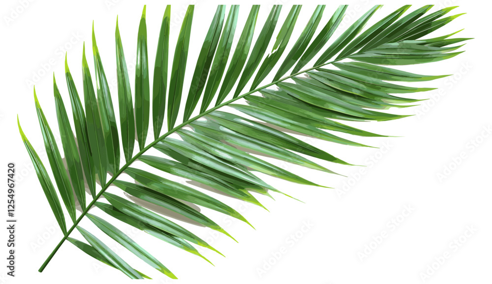 Palm leaf branch vector illustration isolated background, tropic summer, 3d illustration, PNG file, tropical plant, nature design, exotic leaf, summer decor, nature background Palm leaf branch vector illustration isolated background, tropic summer, 3d illustration, PNG file, tropical plant, nature design, exotic leaf, summer decor, nature background