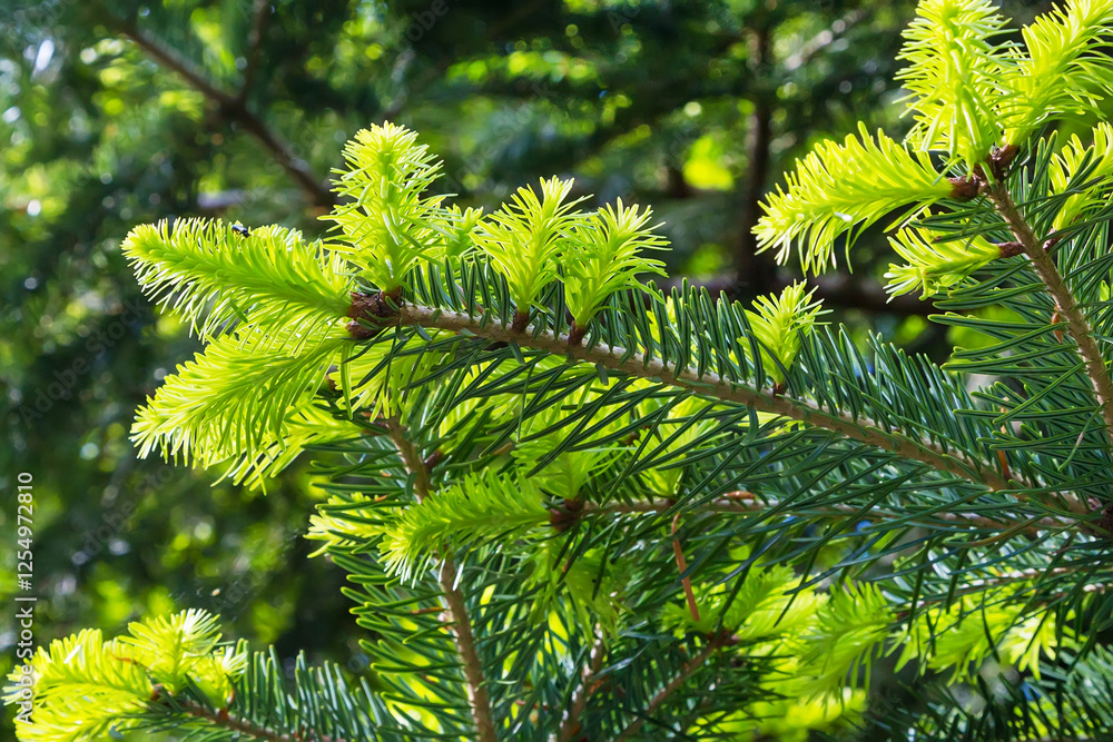 Close-up green prickly branches of fir-tree or pine