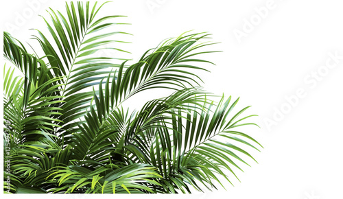 Realistic palm leaves corner, transparent background, vector illustration, tropical shrubs, green foliage, palm trees, nature corner, botanical illustration, jungle plants, exotic foliage