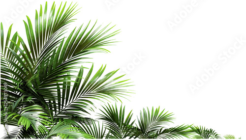 Tropical palm leaves, realistic shrubs, vector illustration, transparent background, jungle foliage, botanical plants, nature corner, green palms, exotic greenery, tropical backdrop