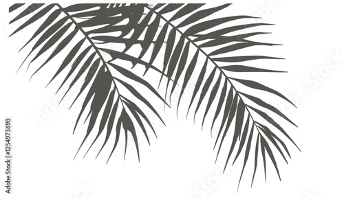 Palm leaves vector illustration, realistic shadow, cut out, transparent background, tropical design, summer foliage, nature elements, greenery, exotic plants