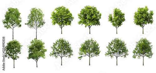 Isolated trees cutout collections, vector illustration, transparent background, tree set, nature elements, PNG clipart, forest trees, green foliage, landscape design, editable trees