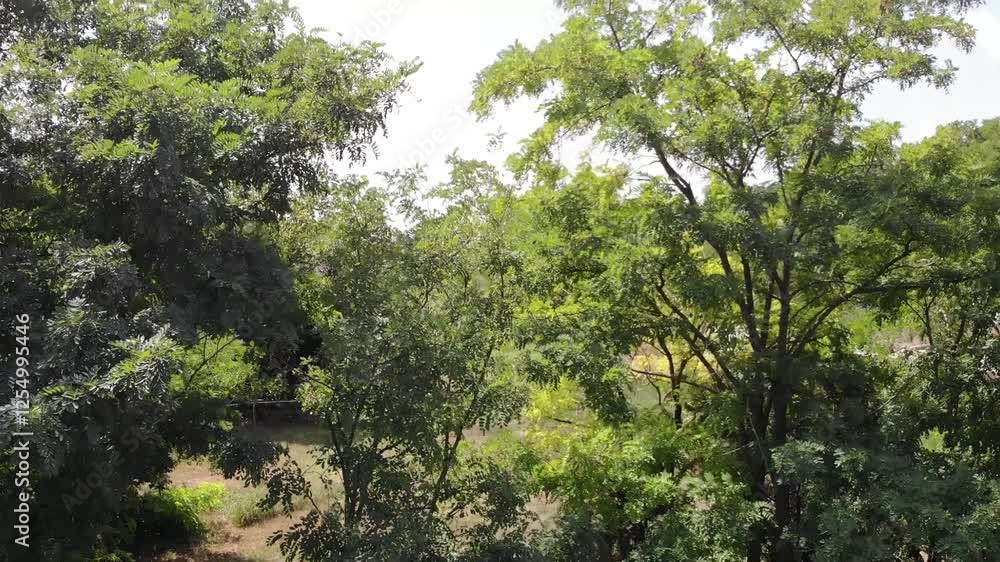Stunning shots of a acacia forest and an old, ruined farmhouse. Sunlight filters through the trees, casting shadows on the abandoned remains, blending nature and history in a peaceful setting Stunning shots of a acacia forest and an old, ruined farmhouse. Sunlight filters through the trees, casting shadows on the abandoned remains, blending nature and history in a peaceful setting