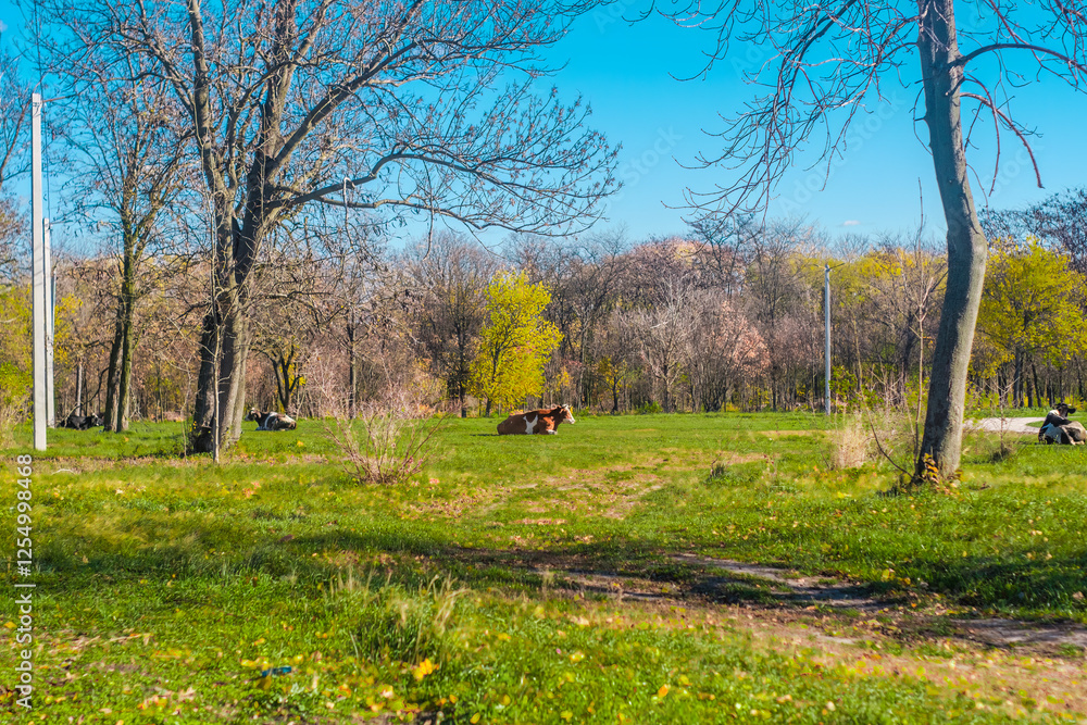 Peaceful rural scene with cows resting on lush green grass among trees under a bright blue sky. Serene countryside landscape in springtime. Peaceful rural scene with cows resting on lush green grass among trees under a bright blue sky. Serene countryside landscape in springtime.