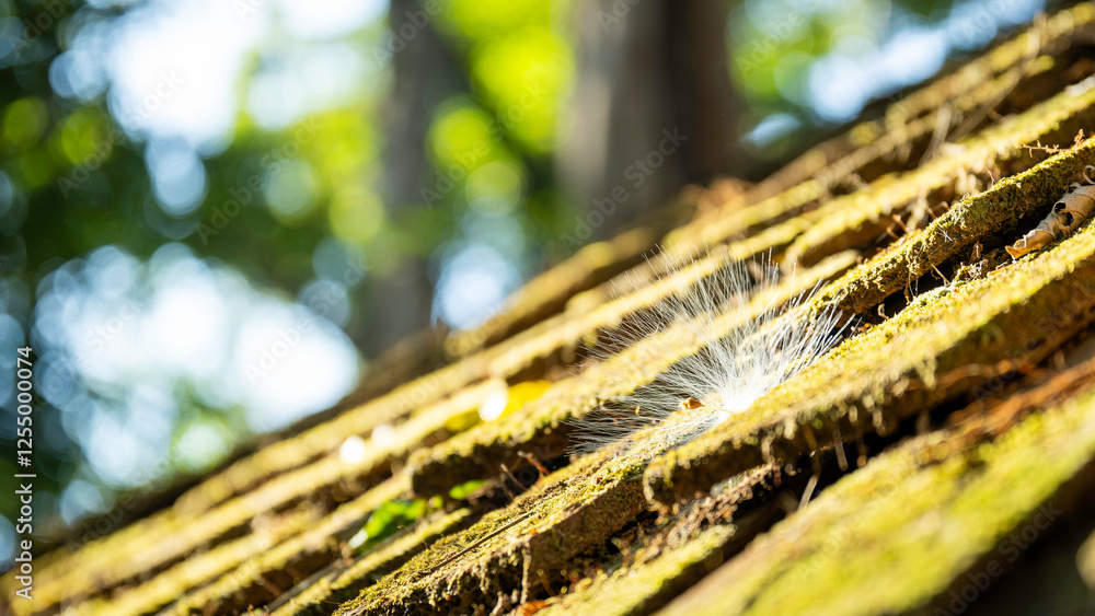 Mossy roof with a small bird's feather on it. The feather is white and has a few brown spots. The roof is covered in moss and the feather is on top of it