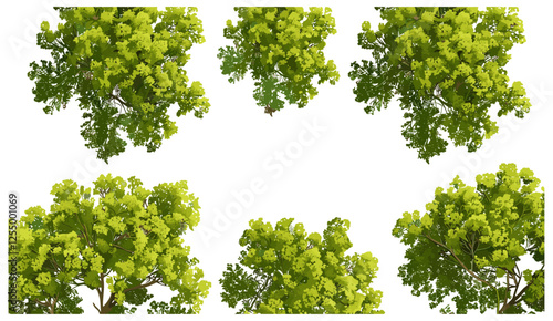 Vector illustration, aerial view of forest canopy, trees, 3D render, top perspective, PNG, transparent background, forest landscape, nature, wildlife, green forest