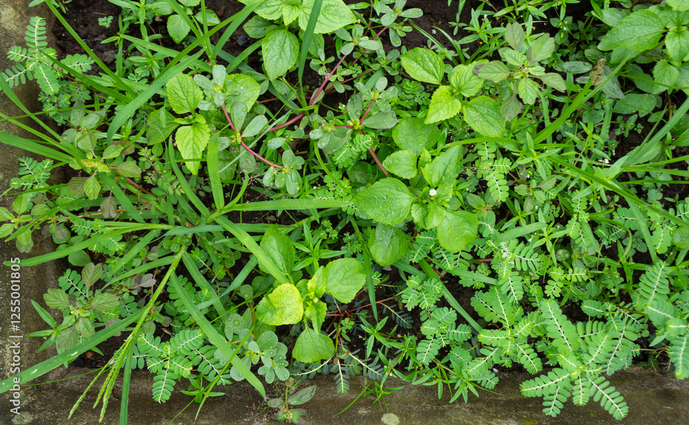Top View of Various Wild Grasses Growing Lush and Green Top View of Various Wild Grasses Growing Lush and Green