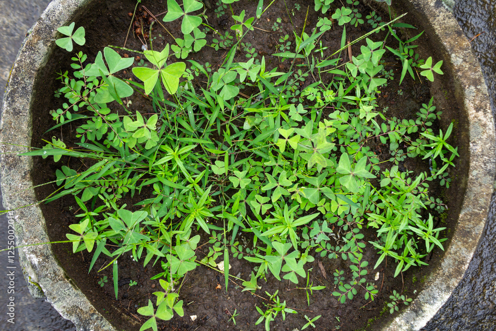 Top View of Various Wild Grasses Growing Lush and Green Top View of Various Wild Grasses Growing Lush and Green