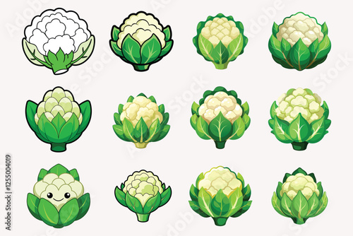 Cauliflower vector illustration isolated on white background.