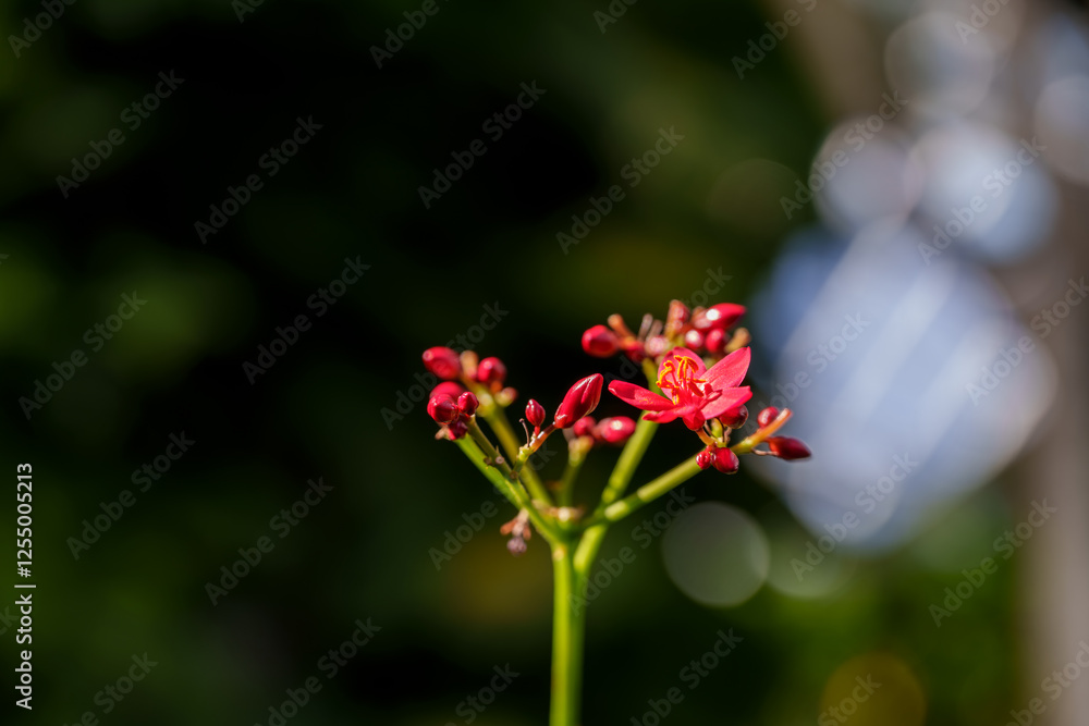 Close-up photo of red yatropa flowers in bloom Close-up photo of red yatropa flowers in bloom