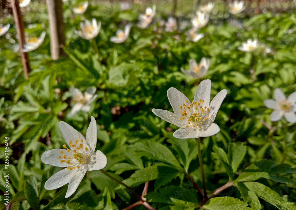 Anemone nemorosa . A bright white spring forest flower
Anemone nemorosa . A bright white spring forest flower