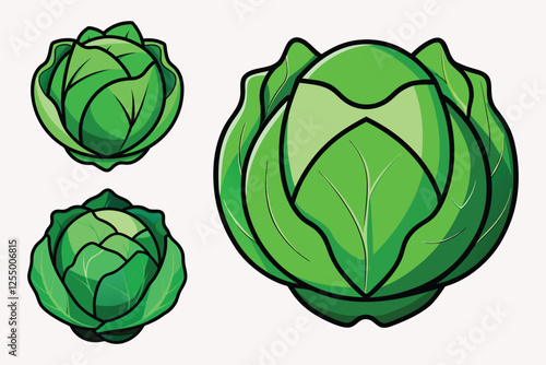 Cabbage vector illustration isolated on white background.