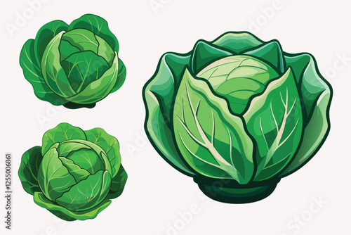 Cabbage vector illustration isolated on white background.