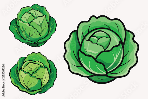 Cabbage vector illustration isolated on white background.