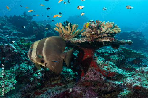 A big longfin batfish in front of a reef with lots of small fishes
