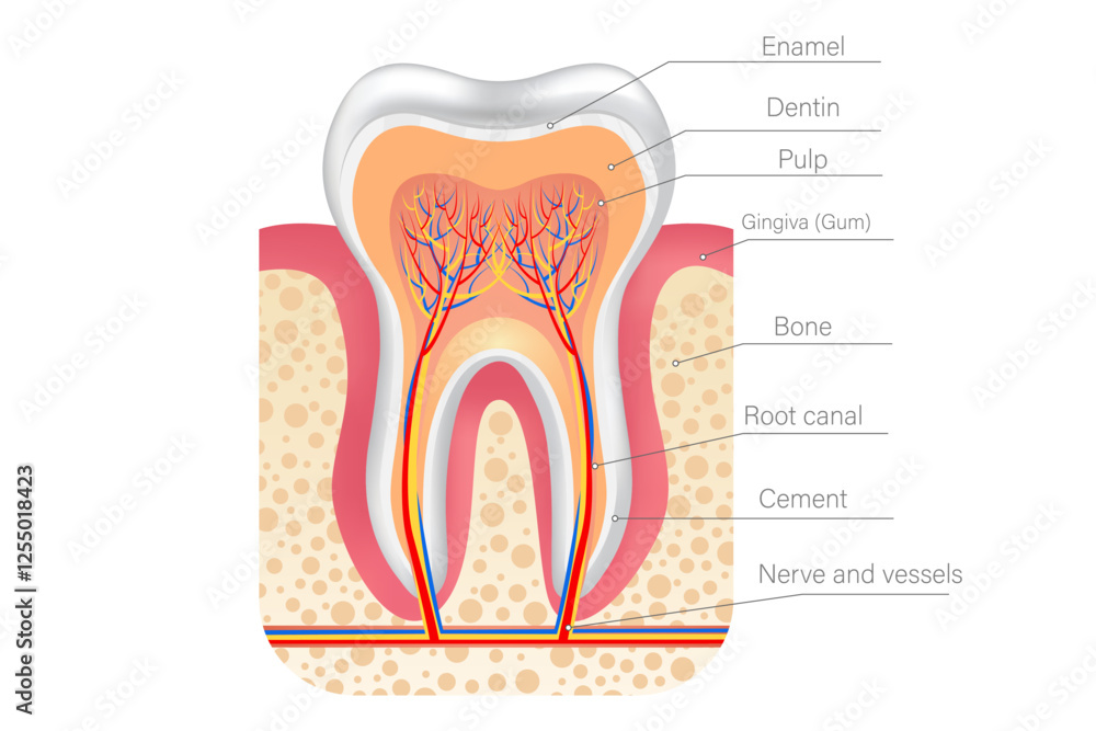 Vector illustration tooth anatomy with description. Concept of studying human from scientific point of view. Element for your design Vector illustration tooth anatomy with description. Concept of studying human from scientific point of view. Element for your design