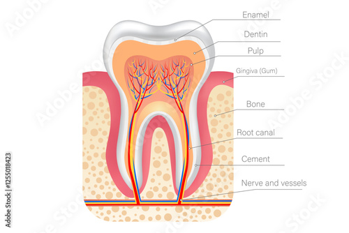Vector illustration tooth anatomy with description. Concept of studying human from scientific point of view. Element for your design