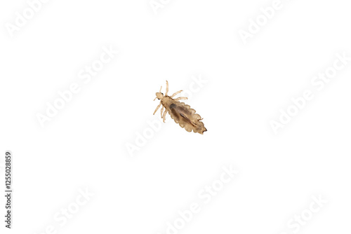A human head lice louse on a transparent png background
