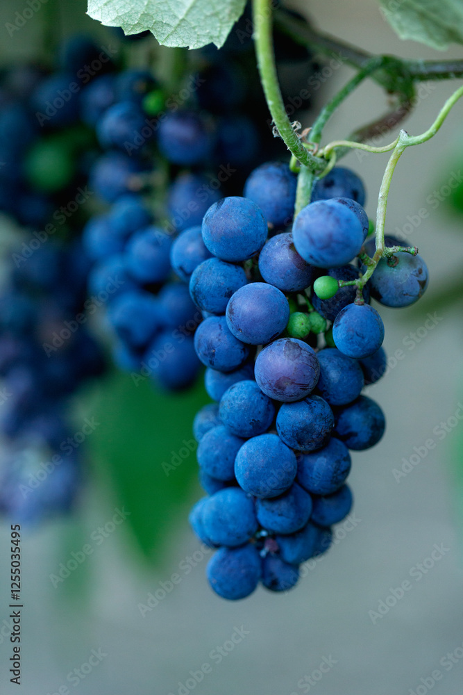 Ripe bunches of blue grapes hang on a branch in the vineyard. Ripe bunches of blue grapes hang on a branch in the vineyard.