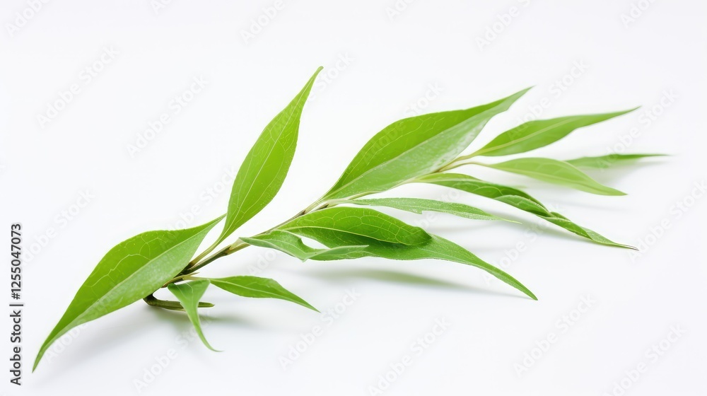 Fototapeta premium pristine green tea white background