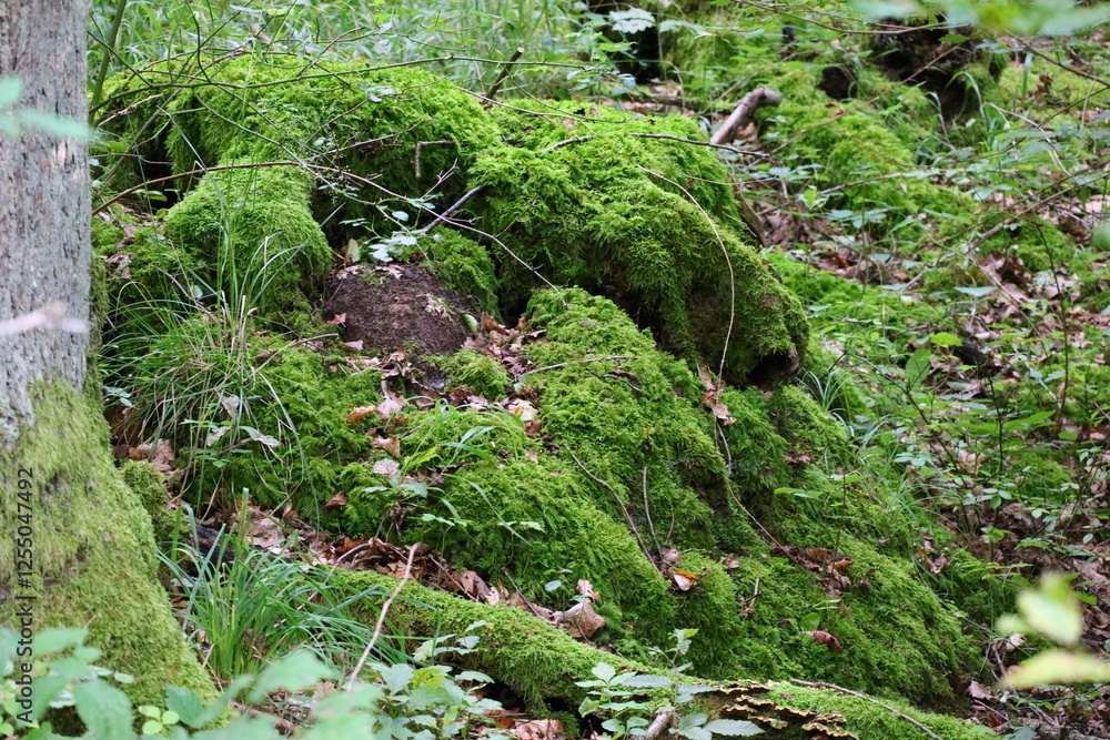 moss moss