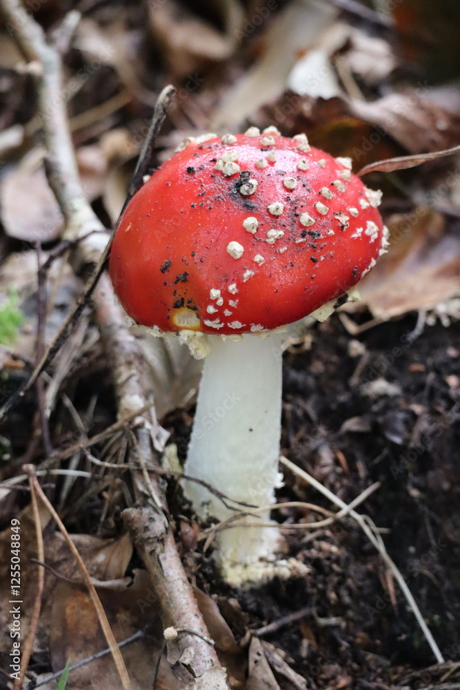mushroom, wald, rot, natur, giftig mushroom, wald, rot, natur, giftig