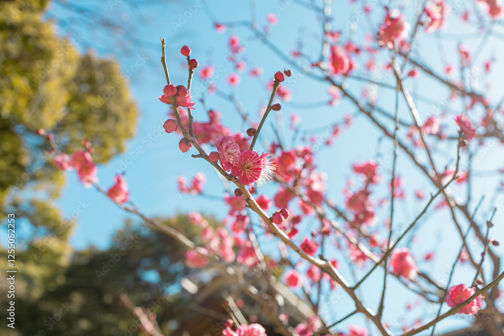 桃色の梅の花が咲いている。 桃色の梅の花が咲いている。