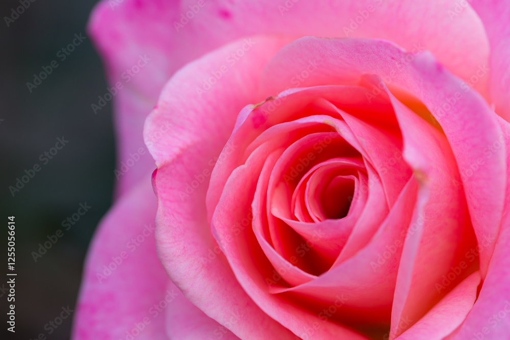 Vibrant pink roses in full bloom, perfect for a romantic Valentine's wallpaper Vibrant pink roses in full bloom, perfect for a romantic Valentine's wallpaper