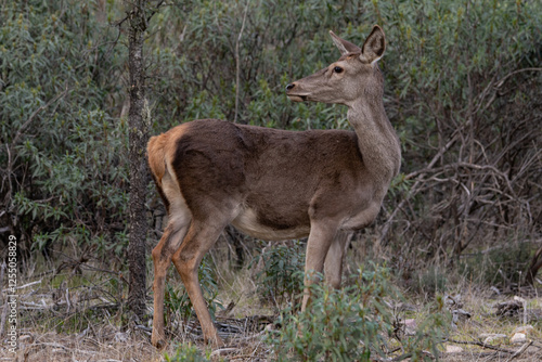 ciervo photo