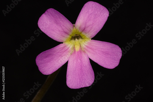 Flor de planta carnívora pinguicula